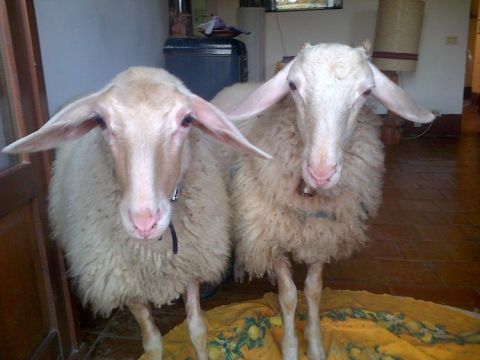 Sheep inside at San Polino