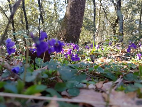 Violets under the ilex, San Polino