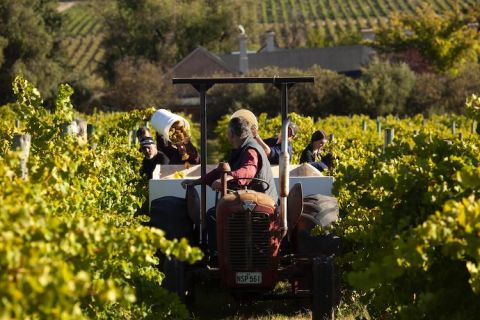 Pirramimma - harvesting Tannat vines in McLaren Vale