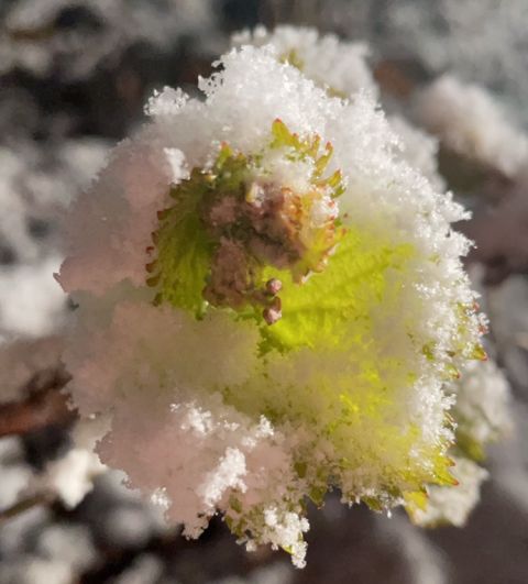 Vine bud covered with snow, early April 2021 by Guillaume Boillot