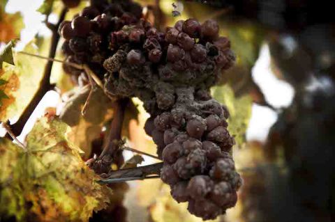Botrytised grapes in a Kracher vineyard in Austria's Burgenland