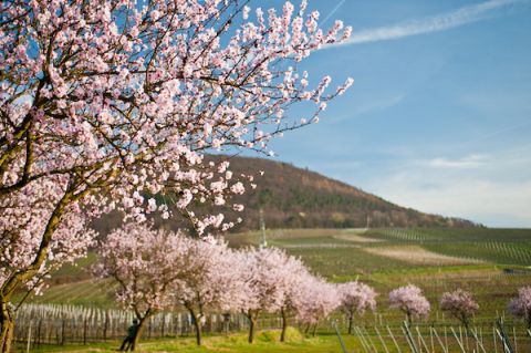 Pfalz vineyards in spring