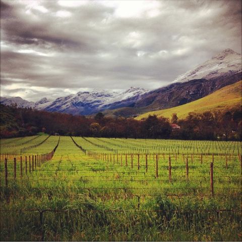 Stark-Condé, Jan Lui's Field vineyard