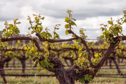 WWC21 Gilcrist M - Tahbilk vines lovelenscapes 7
