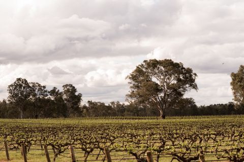 WWC21 Gilcrist M - Tahbilk vines lovelenscapes 9