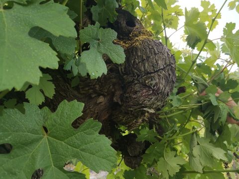 WWC21 Grunwald S - close-up of an old vine in the Cariano vineyard