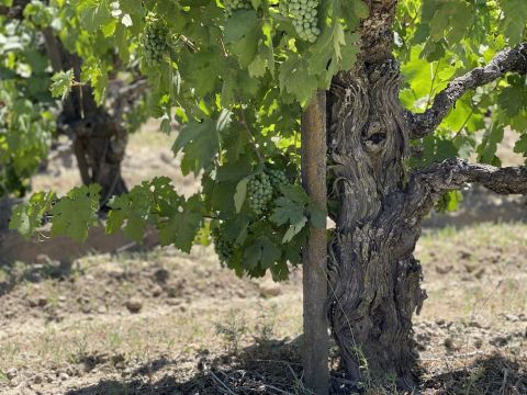 WWC21 McCage M - Ray Road June vines close-up