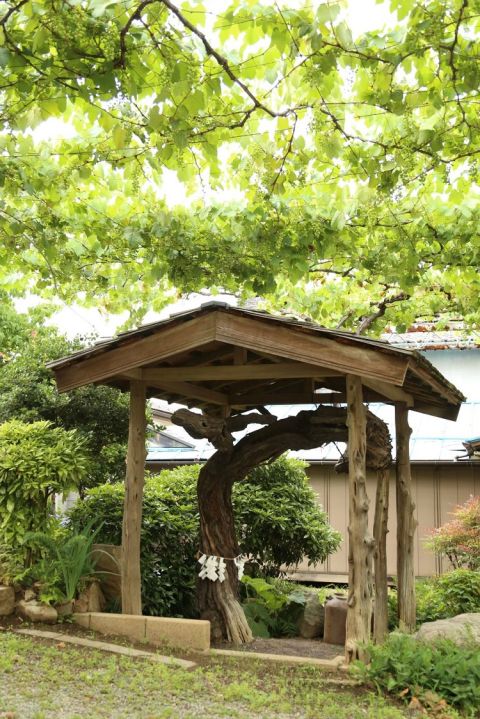 WWC21 Mitchell R - Old vine Koryu shrine and canopy