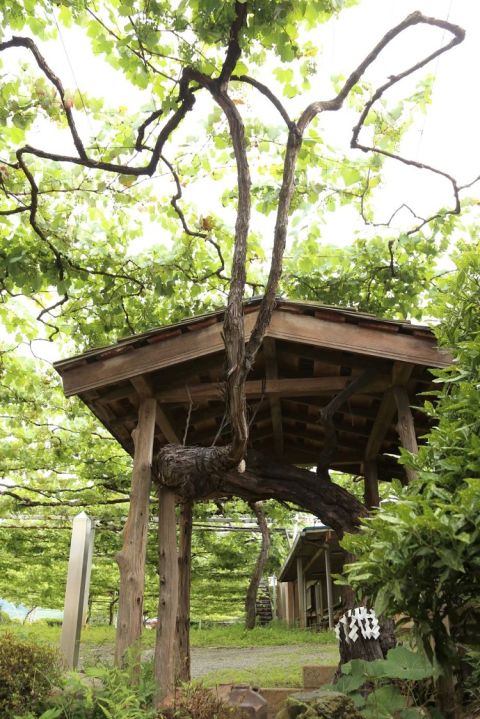 WWC21 Mitchell R - Koryu growing up from its shrine