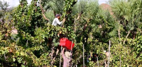 Grape harvest in Cinti Valley, southern Bolivia