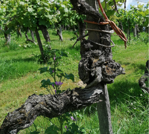 WWC21 McGrath H - old vine 2