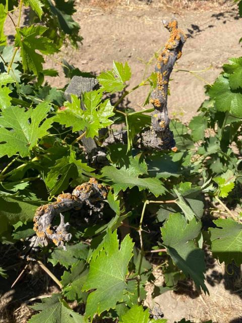 WWC21 Alley G - Lucas Zinstar old-vine Zinfandel