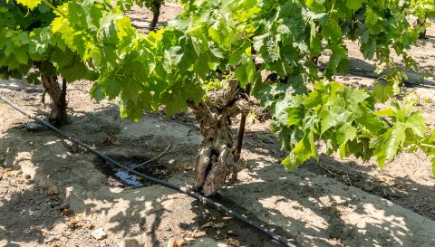 WWC21 Burrows J - Nicolini Ranch Carignan vines