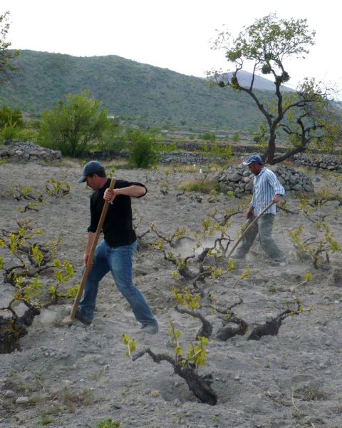 Photo 3 – Filling the pits back with soil 