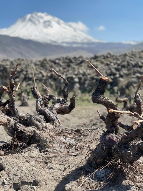 Photo 8 - Karkın vineyards with stone walls and Mount Hasan at the background