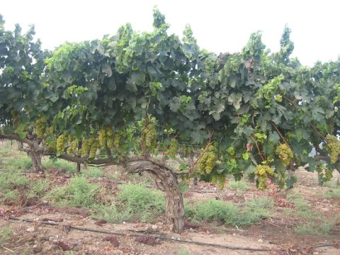 Dunie's beautiful 'Old Ladies'