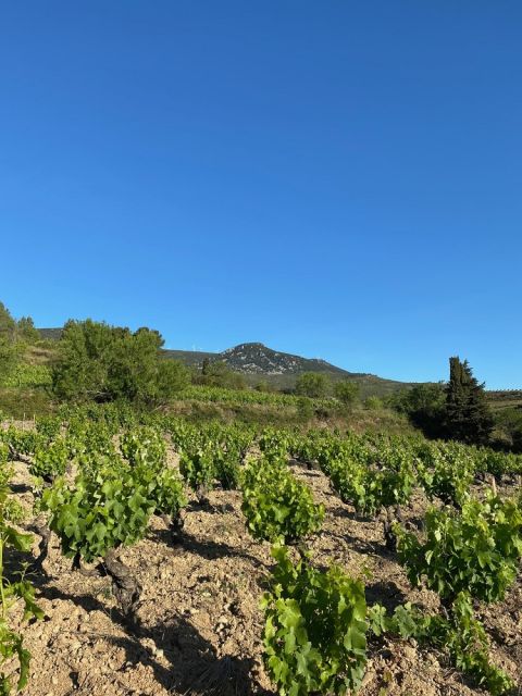 WWC21 Fenwick C - Domaine Jones old-vine Lledoner Pelut