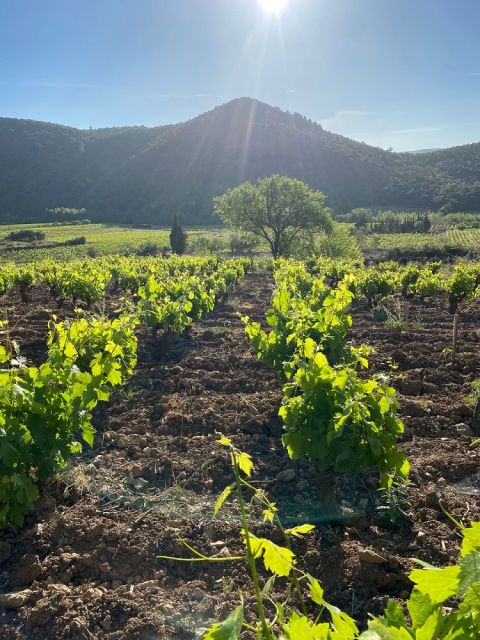 WWC21 Fenwick C - Domaine Jones old-vine Lledoner Pelut Tuchan