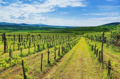 WWC21 Ripka G - Heteny Vineyard, Tokaj 2