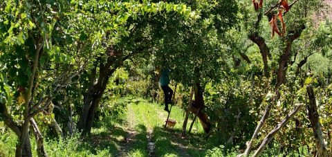 WWC21 Gowda N - acrobatics in the vineyard