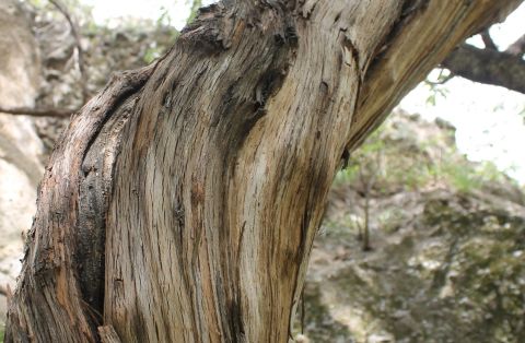 WWC21 Grunwald Sarah - 400-year-old Georgian vines like trees
