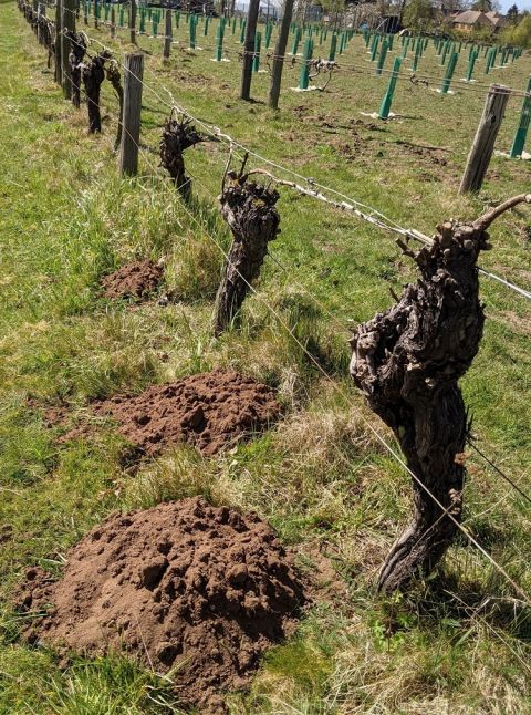 WWC21 Hellyer S - old vines in Oxfordshire