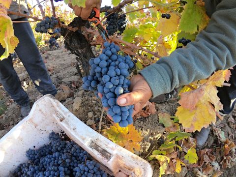 WWC21 Hesseling E - Carinena, Maule