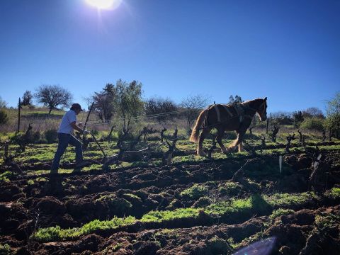 WWC21 Hesseling E - working the vineyards traditionally