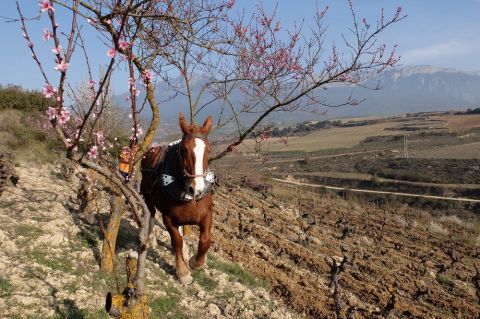 WWC21 Hickman M - San Julián horse and plough
