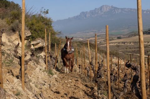 WWC21 Hickman M - San Julian in Rioja, horse and plough 1