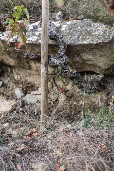 WWC21 Hickman M - one of San Julián's old vines