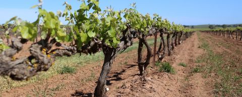 WWC21 Hill K - Watunga Vineyard 2