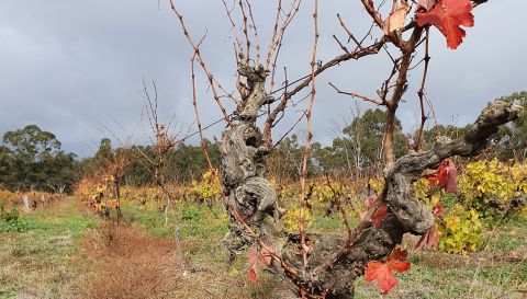 WWC21 Hollander M - Dolcetto vines in Best's nursery vineyard