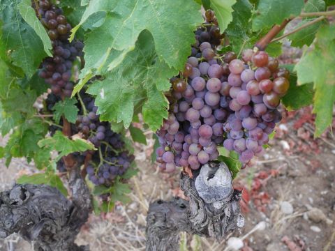 WWC21 Jones K - Isadore's pink grapes