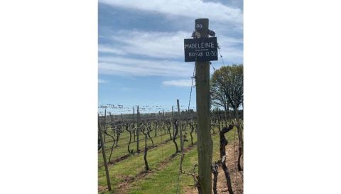 WWC21 Jones L - Madeline Angevine Astley