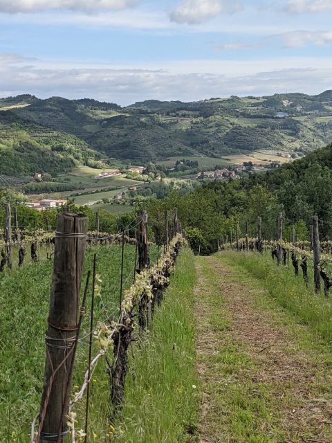 WWC21 Kis H - old Albana vines of Fondo San Giuseppe