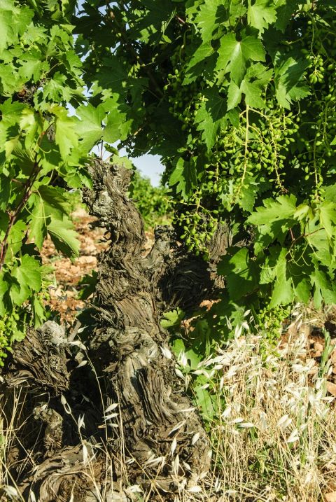 WWC21 Lemieux A - 60 year old Bilbizeki vine