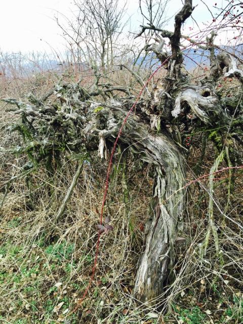 WWC21 Lyapova D - the old vines before the vineyard was regenerated