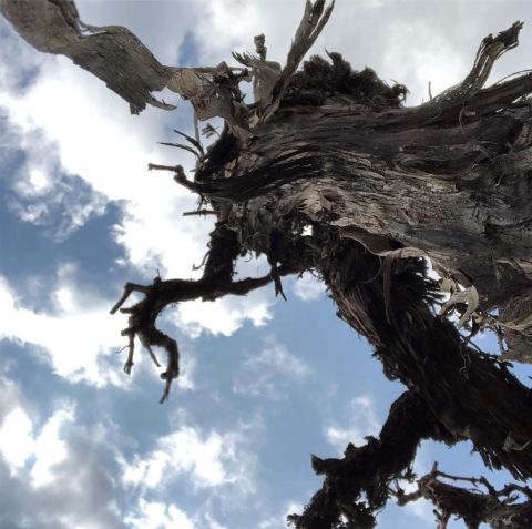 WWC21 Lyapova D - Velis Vineyards old vines