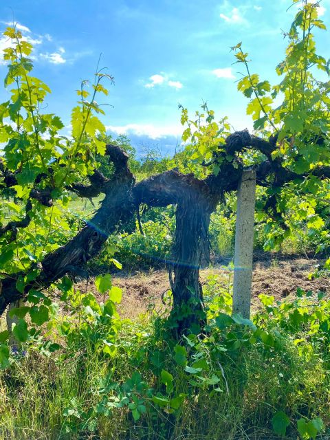 WWC21 Lyapova D - Velis Vineyards old vines