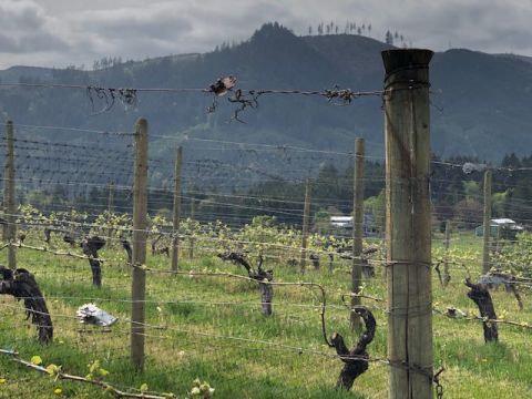 WWC21 Magner K - David Hill Block 21 old-vine Pinot Noir