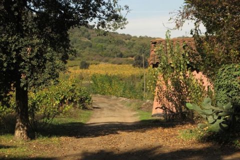 WWC21 McRostie P - Santa Rosa de Lavaderos Vineyards entrance, cork tree on the left, tuna cactus on the right