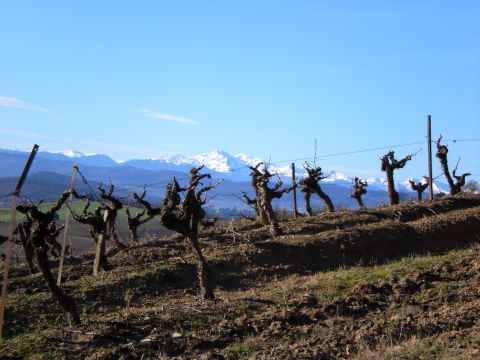 WWC21 Panman C - Mauzac vines in winter