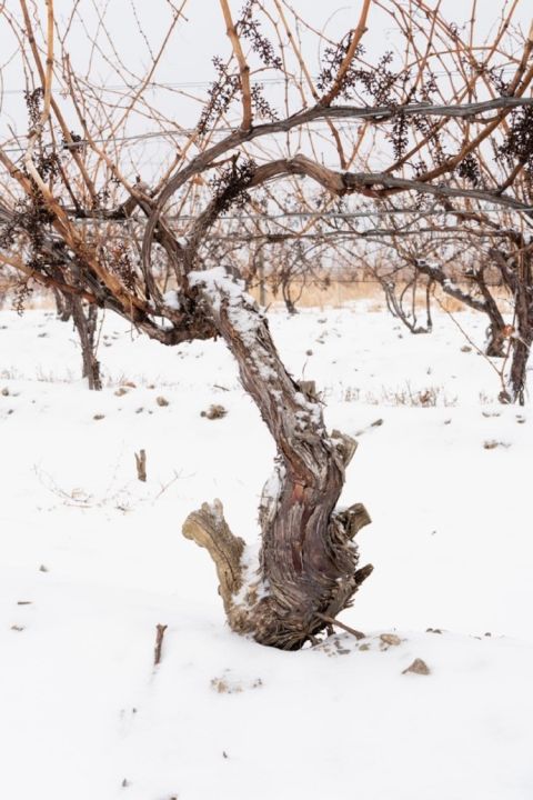 WWC21 Smith J - an old vine in winter