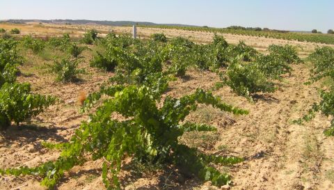 WWC21 Styles O - old bush vines in Villanueva