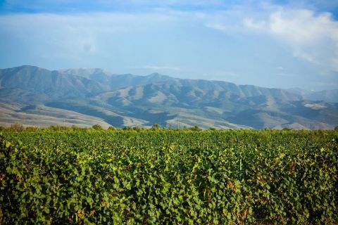 WWC21 Volosnikova X - Kazakhstan, the old Soviet vineyards