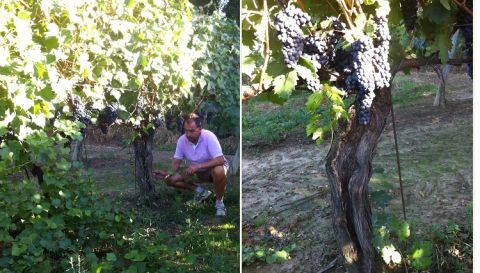 WWC21 de Vries B - Leonardo and his Tempranillo pre-phylloxera vines
