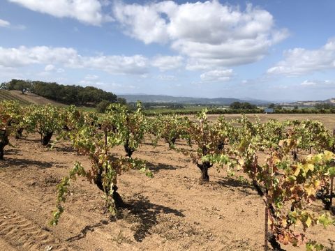 WWC21 Riley J - Scherrer Family Vineyard