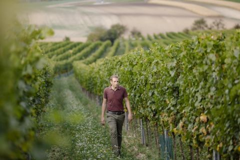 Stefan-Pratsch, vineyards, photo Astrid Bartl