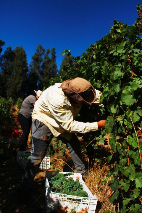 WWC21 Howard C - Carmen, harvesting Quijada Semillon 1